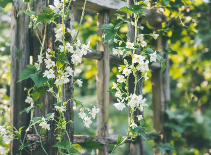 découvrez nos astuces pour réussir la culture et le palissage de la glycine, qu'elle soit blanche ou violette. apprenez à optimiser la croissance de cette plante grimpante tout en embellissant votre jardin avec ses fleurs généreuses. idéal pour les amateurs de jardinage !