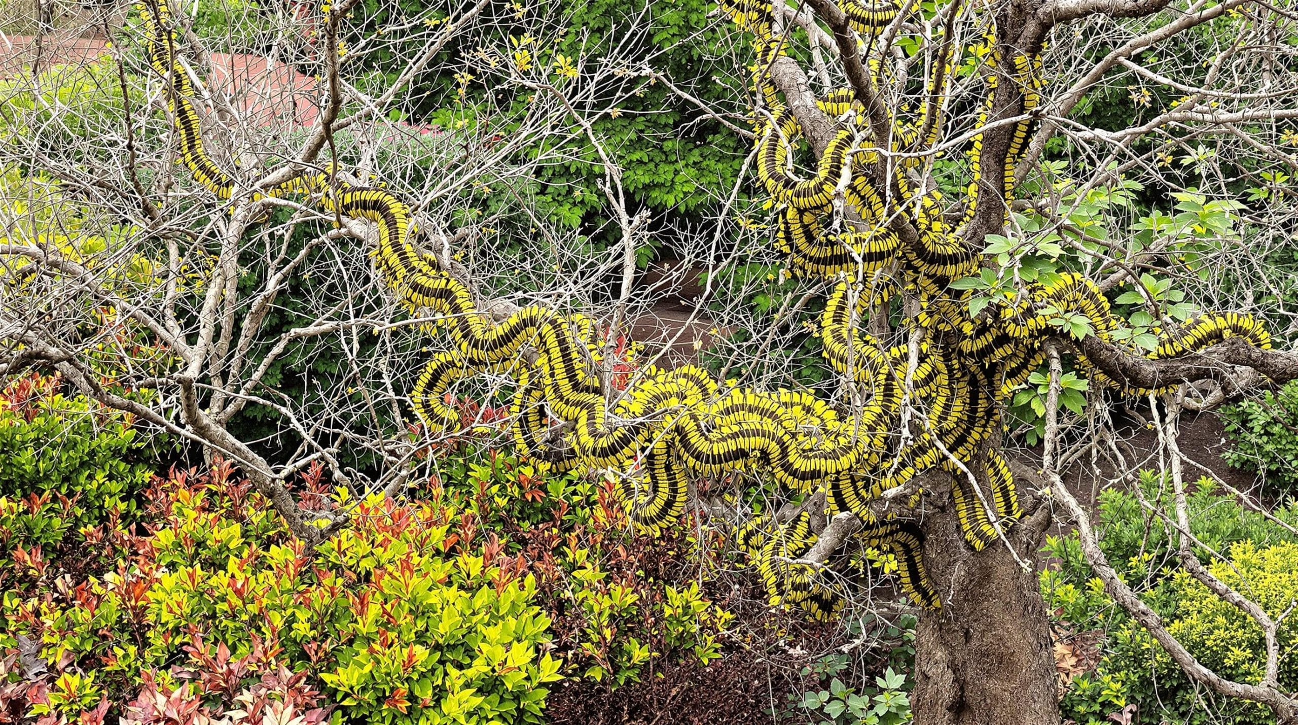 D&eacute;couvrez comment s&eacute;curiser efficacement votre jardin contre les chenilles processionnaires