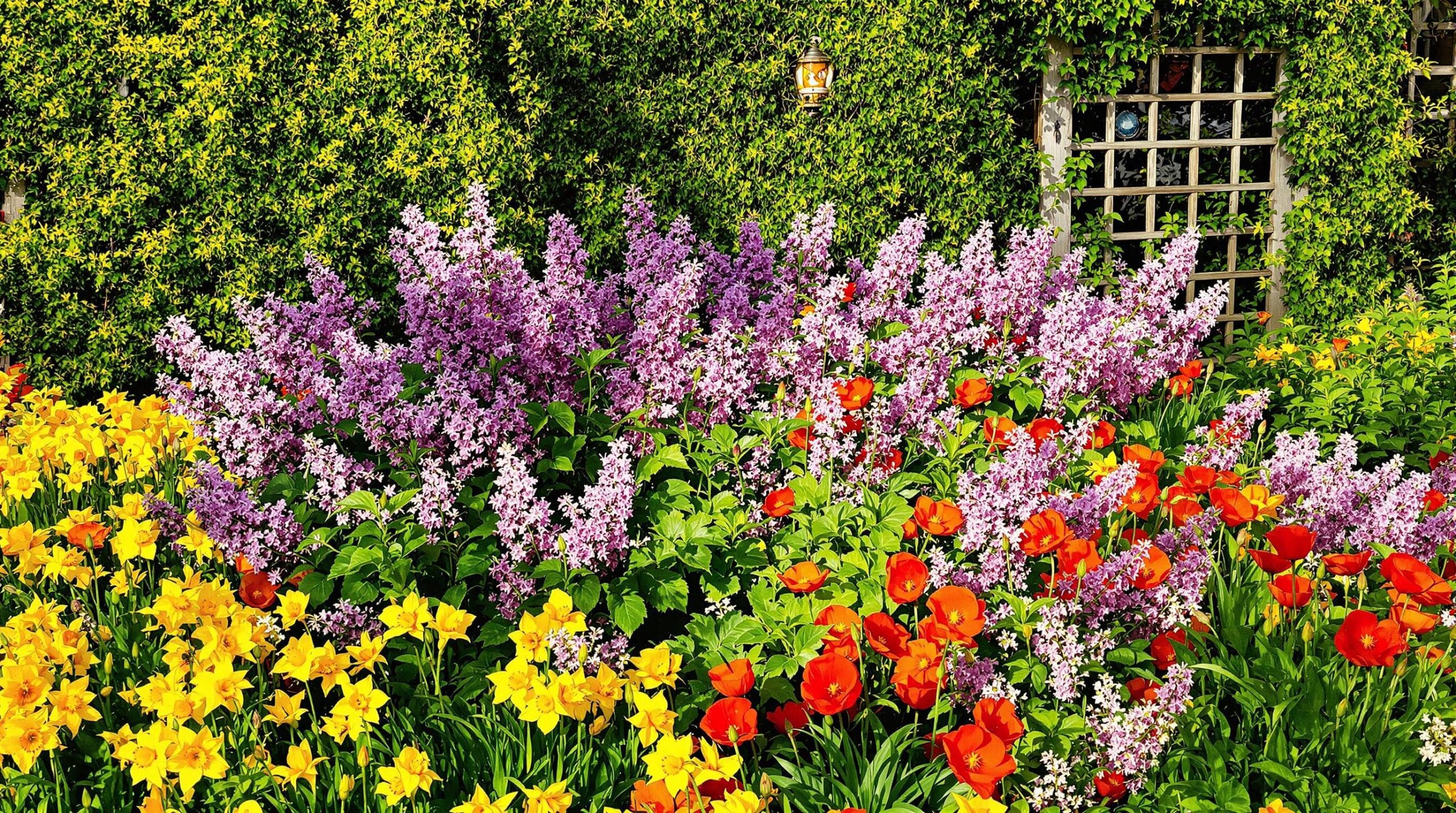 Lilas : conseils pour r&eacute;ussir la plantation et l&rsquo;entretien de cet arbuste &agrave; floraison &eacute;clatante