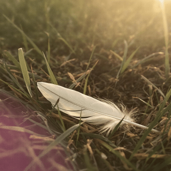 Plume Blanche Un Symbole D apaisement Travers Les Traditions Plume Blanche Un Symbole D apaisement Travers Les Traditions