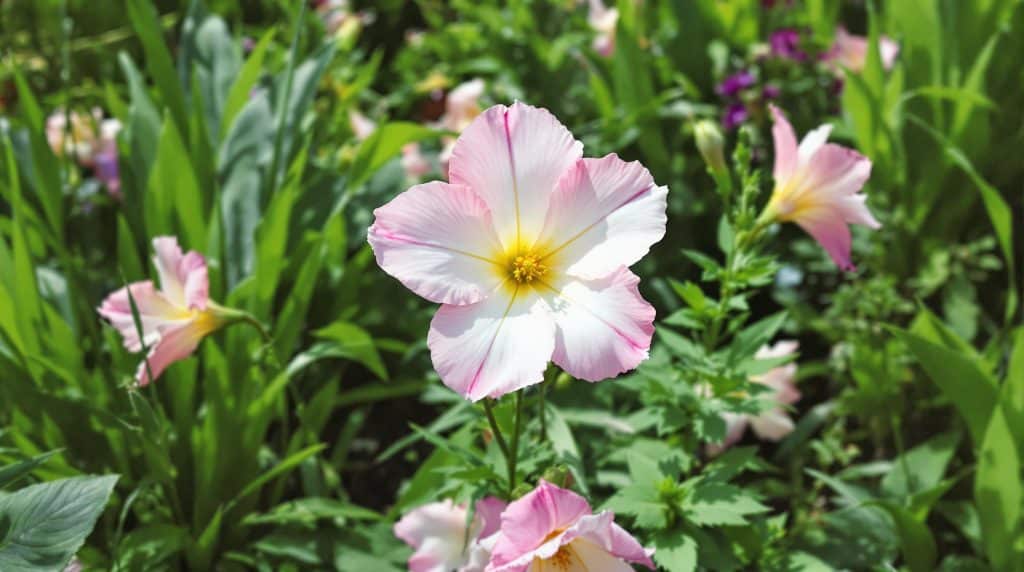 Plus de 100 000 passionn&eacute;s de jardinage ont vot&eacute; pour &eacute;lire leur fleur favorite de 2025 : une vari&eacute;t&eacute; qui allie beaut&eacute; et simplicit&eacute; de culture