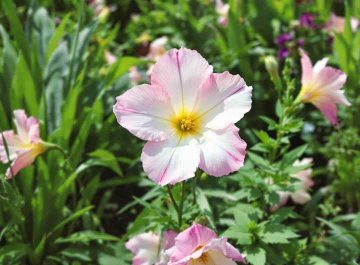 découvrez la fleur favorite de 2025, élue par plus de 100 000 passionnés de jardinage ! un choix qui allie élégance et facilité de culture, parfait pour embellir votre jardin. ne manquez pas cette sélection incontournable pour votre espace vert.