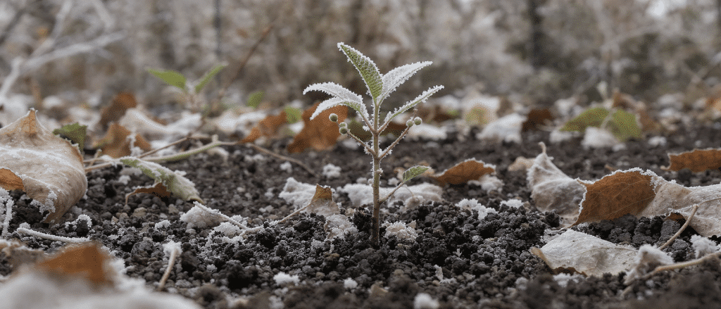 Ce fruit &agrave; planter cet hiver promet une r&eacute;colte estivale g&eacute;n&eacute;reuse et d&eacute;licieuse