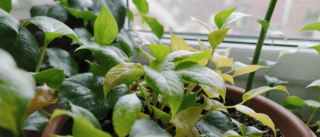 Apr&egrave;s un hiver tr&egrave;s pluvieux, les signes cl&eacute;s &agrave; observer sur vos plantes malgr&eacute; la remont&eacute;e des temp&eacute;ratures