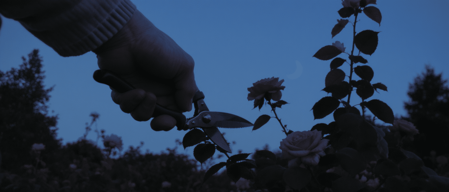 Pourquoi les anciens jardiniers choisissaient-ils toujours la lune pour tailler leurs rosiers sans les affaiblir ?