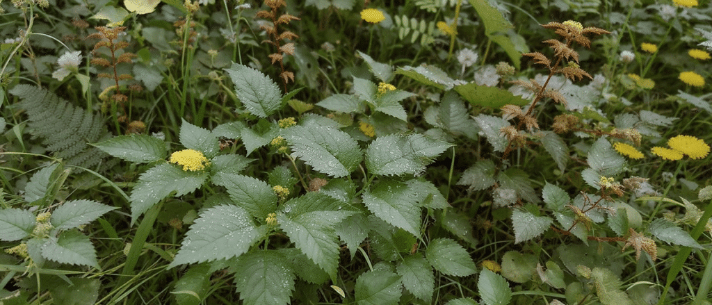 Au printemps, m&eacute;fiez-vous de ces plantes : des irritations garanties au jardin !