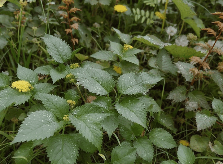 découvrez quelles plantes éviter au printemps pour prévenir les irritations au jardin et profitez d'une saison en toute sécurité.