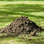 Taupe : caract&eacute;ristiques du mammif&egrave;re et solutions de cohabitation au jardin