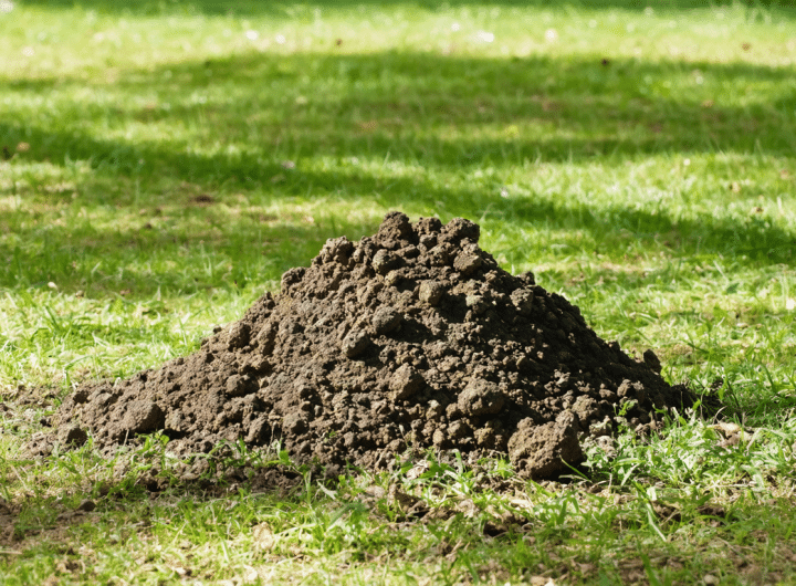 découvrez les caractéristiques de la taupe, ce mammifère fascinant, et apprenez les meilleures solutions pour cohabiter avec elle dans votre jardin.