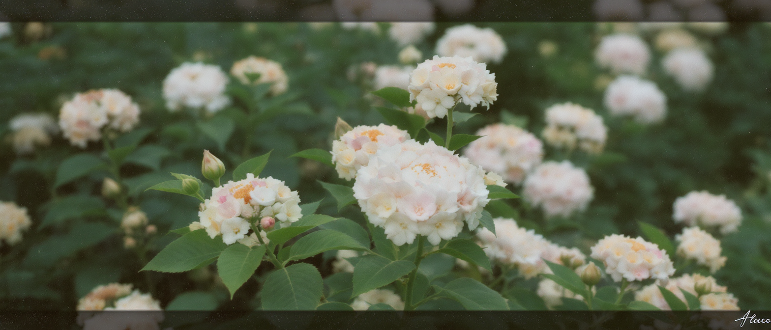 découvrez cette plante d'autrefois qui charme les jardiniers avec ses fleurs au parfum envoûtant, apportant une touche classique et magique à votre jardin.