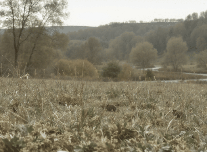 découvrez un état des lieux complet du hantavirus en france, sa répartition géographique détaillée et les risques épidémiques associés, avec des explications claires et précises.