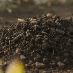 Un engrais naturel exceptionnel pour votre jardin : d&eacute;couvrez ce tr&eacute;sor gratuit sur Leboncoin