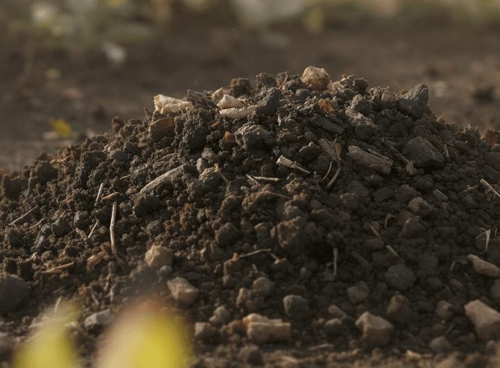 découvrez un engrais naturel exceptionnel, gratuit et facile à obtenir sur leboncoin, pour nourrir et embellir votre jardin de manière écologique et efficace.