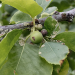 Attention &agrave; ce fl&eacute;au qui envahit actuellement les arbres fruitiers : d&eacute;couvrez comment l&rsquo;identifier rapidement