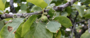 Attention &agrave; ce fl&eacute;au qui envahit actuellement les arbres fruitiers : d&eacute;couvrez comment l&rsquo;identifier rapidement