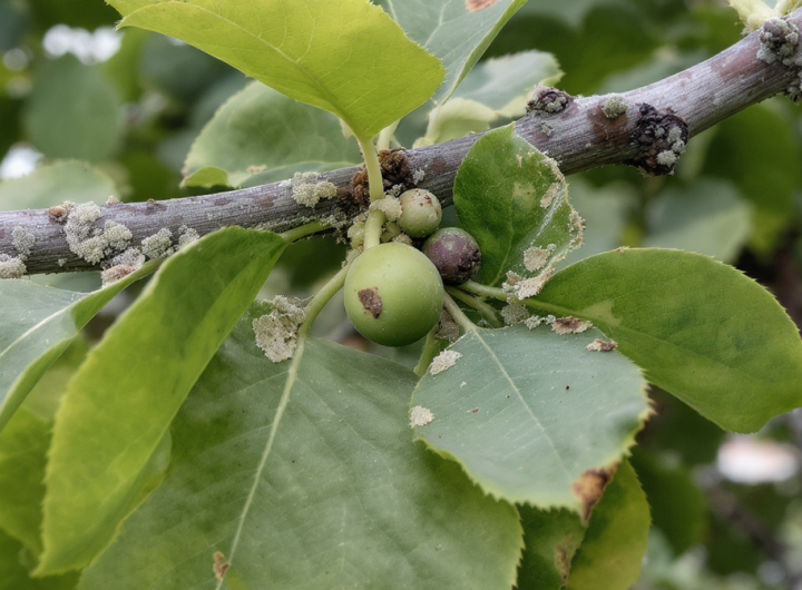découvrez comment identifier rapidement ce fléau envahissant les arbres fruitiers et protégez votre verger efficacement grâce à nos conseils pratiques.