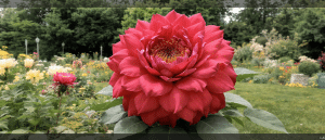 D&eacute;couvrez cette fleur g&eacute;ante spectaculaire &agrave; semer d&egrave;s maintenant pour un &eacute;t&eacute; fleuri et enchanteur