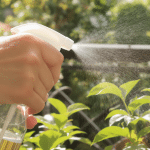 Au-del&agrave; de l’arrosage : le geste simple qui prot&egrave;ge vos plantes de la canicule