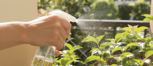 Au-del&agrave; de l’arrosage : le geste simple qui prot&egrave;ge vos plantes de la canicule