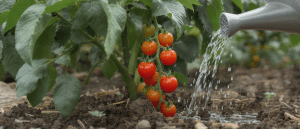 D&eacute;couvrez la m&eacute;thode d’arrosage la plus efficace pour obtenir des tomates rouges, grosses et juteuses