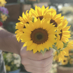 Tournesols offerts : d&eacute;couvrez l’astuce de fleuriste pour en profiter jusqu’&agrave; la fin de l’&eacute;t&eacute;