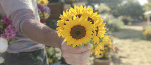 Tournesols offerts : d&eacute;couvrez l’astuce de fleuriste pour en profiter jusqu’&agrave; la fin de l’&eacute;t&eacute;
