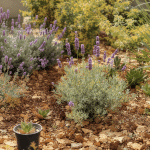 Canicule et jardinage : quelles plantes privil&eacute;gier pour un jardin r&eacute;sistant &agrave; la s&eacute;cheresse ?