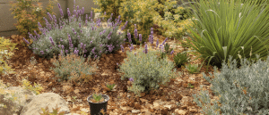 Canicule et jardinage : quelles plantes privil&eacute;gier pour un jardin r&eacute;sistant &agrave; la s&eacute;cheresse ?