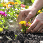 D&eacute;couvrez cette astuce extraordinaire pour pr&eacute;server les fleurs de votre jardin : l’&eacute;t&eacute;, la saison parfaite pour agir