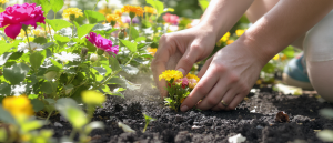 D&eacute;couvrez cette astuce extraordinaire pour pr&eacute;server les fleurs de votre jardin : l’&eacute;t&eacute;, la saison parfaite pour agir