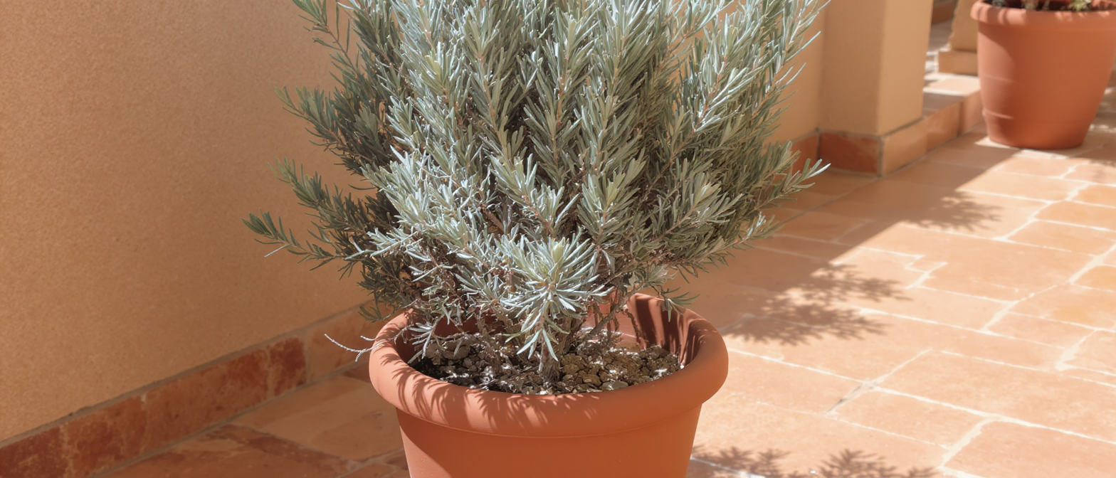 D&eacute;couvrez la plante m&eacute;diterran&eacute;enne qui d&eacute;fie les &eacute;l&eacute;ments tout en embaumant votre terrasse