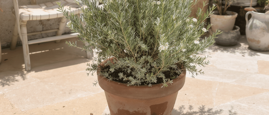 D&eacute;couvrez la plante m&eacute;diterran&eacute;enne qui d&eacute;fie les &eacute;l&eacute;ments tout en embaumant votre terrasse