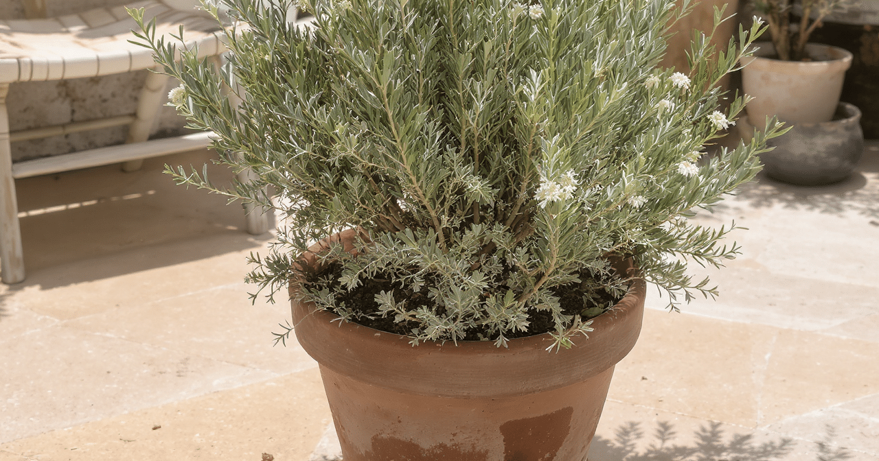 D&eacute;couvrez la plante m&eacute;diterran&eacute;enne qui d&eacute;fie les &eacute;l&eacute;ments tout en embaumant votre terrasse