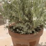 D&eacute;couvrez la plante m&eacute;diterran&eacute;enne qui d&eacute;fie les &eacute;l&eacute;ments tout en embaumant votre terrasse