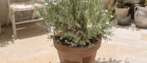 D&eacute;couvrez la plante m&eacute;diterran&eacute;enne qui d&eacute;fie les &eacute;l&eacute;ments tout en embaumant votre terrasse
