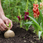 Gla&iuml;eul : r&eacute;ussir sa plantation et son entretien pour une floraison spectaculaire