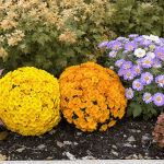 Jardin d&rsquo;automne : 5 plantes spectaculaires pour illuminer vos massifs de couleurs
