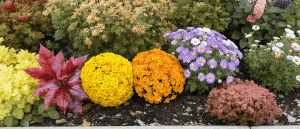 Jardin d&rsquo;automne : 5 plantes spectaculaires pour illuminer vos massifs de couleurs